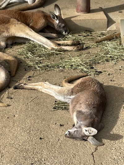 カンガルー