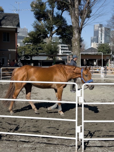 馬