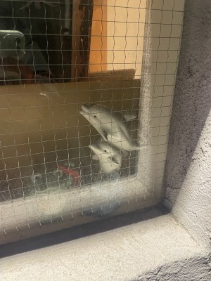 イルカの置物